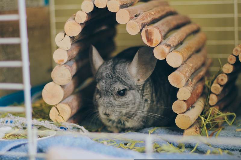 gary-in-cage-3