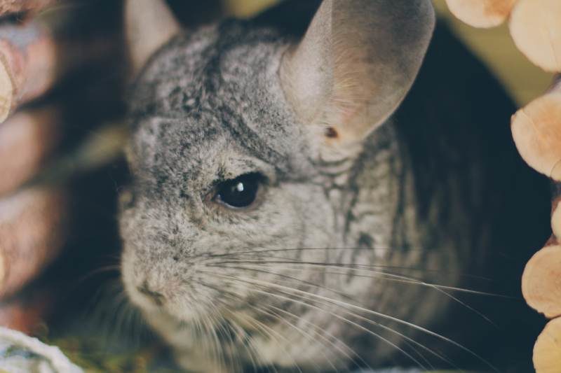 Having Gary, Our Chinchilla, for a Year (Loads of Chinchilla Pictures)