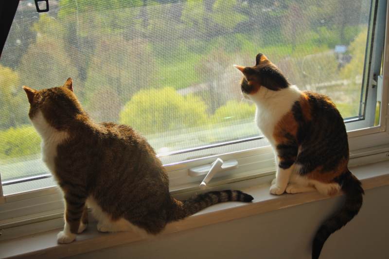 beau-and-kalista-window-looking-out