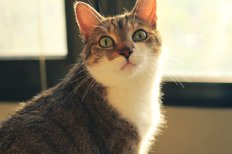beau-staring-eyes-open-closeup