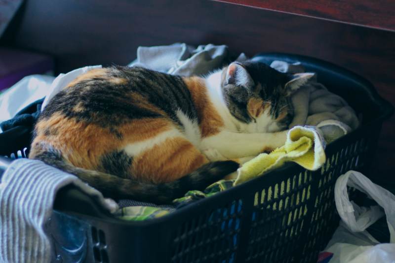 kalista-sleeping-in-laundry-basket