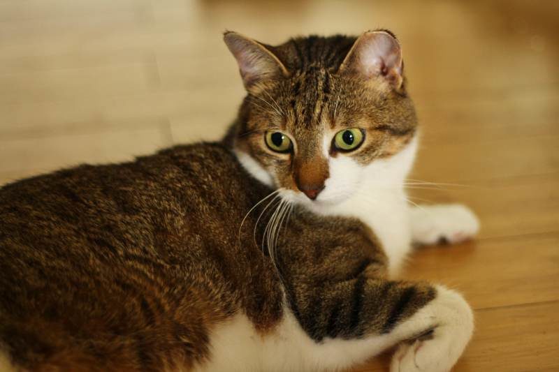 Beau, Our Cat, Has Been a Naughty and Is Stealing Our Grease Tray (Cute Cat Story)
