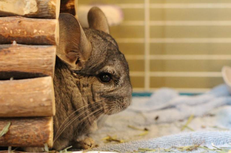 gary-sitting-in-cage-hut