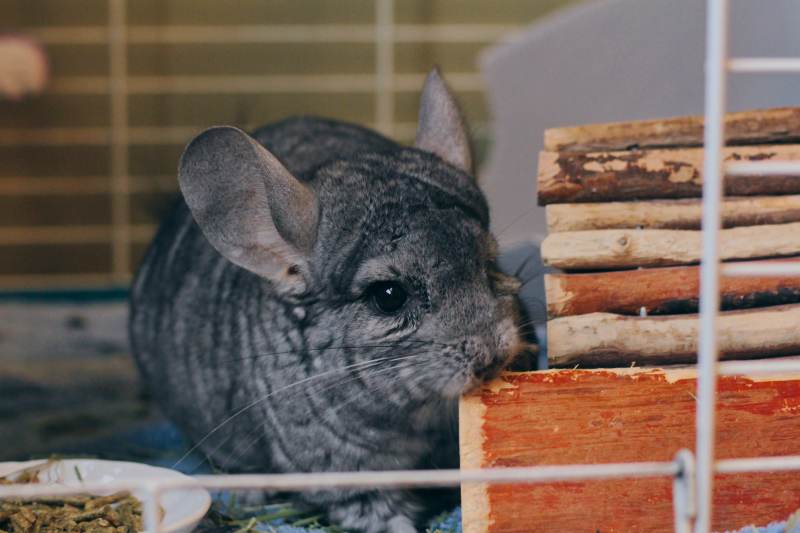 gary-chewing-wood-cage-chinchilla