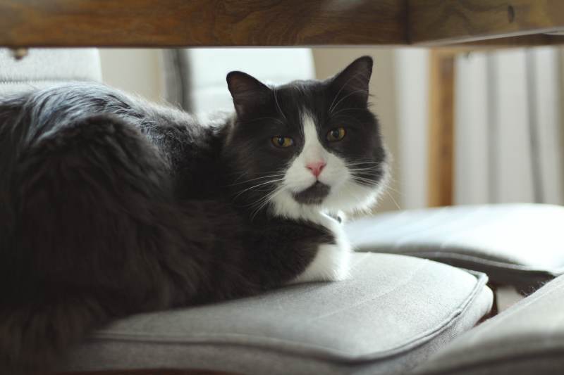 yoshi-sitting-chair-couch-under-table