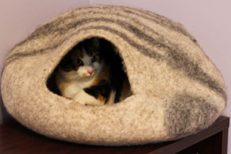 Kalista Has a New Favourite Place to Spend the Day (Cute Cat Story)