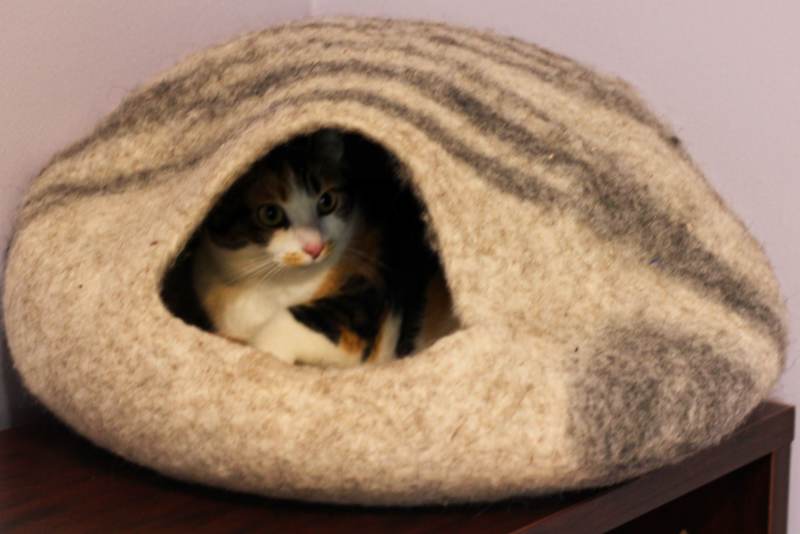 kalista-sleeping-in-meowfia-bed
