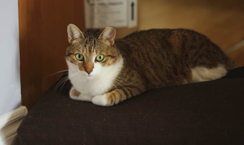 beau-sitting-on-cushion