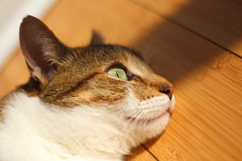 beau-lying-on-floor-given-up-close