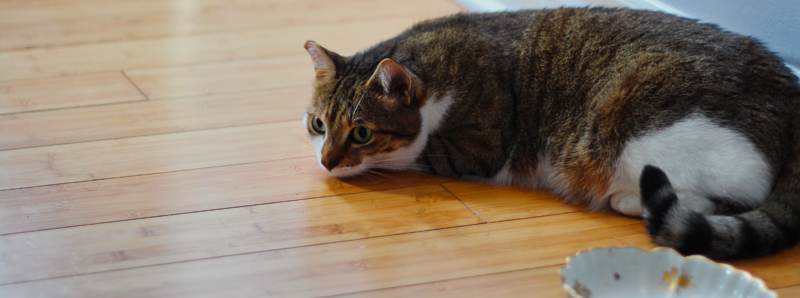beau-lying-on-floor-office-food-bowl