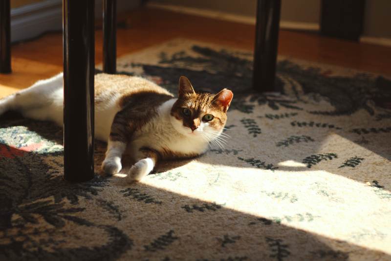 beau-lying-on-side-under-table-light