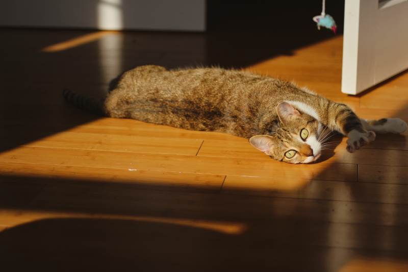 beau-stretched-out-floor-office-lazy