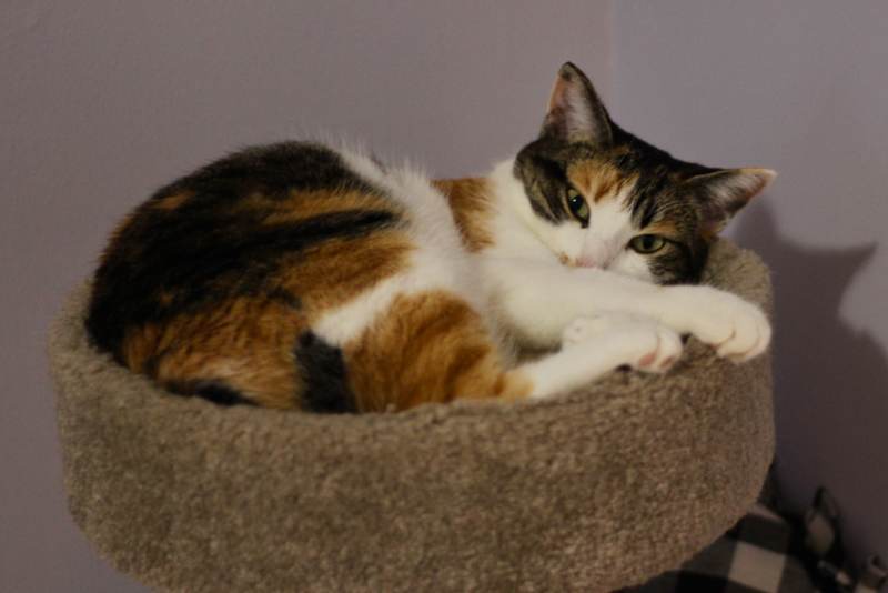 kalista-cat-tree-cute-snuggling-close-up