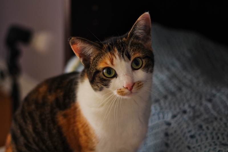 kalista-cute-face-close-up-adorable-kitten