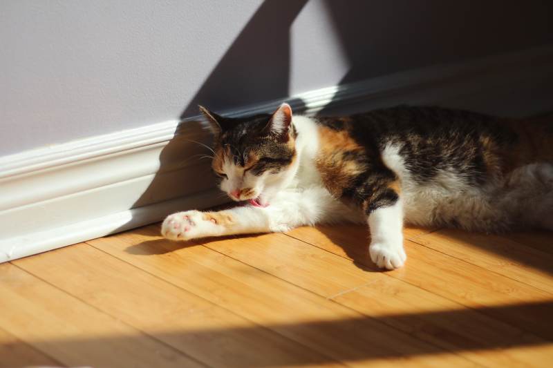kalista-laying-in-sunlight-stretching-out