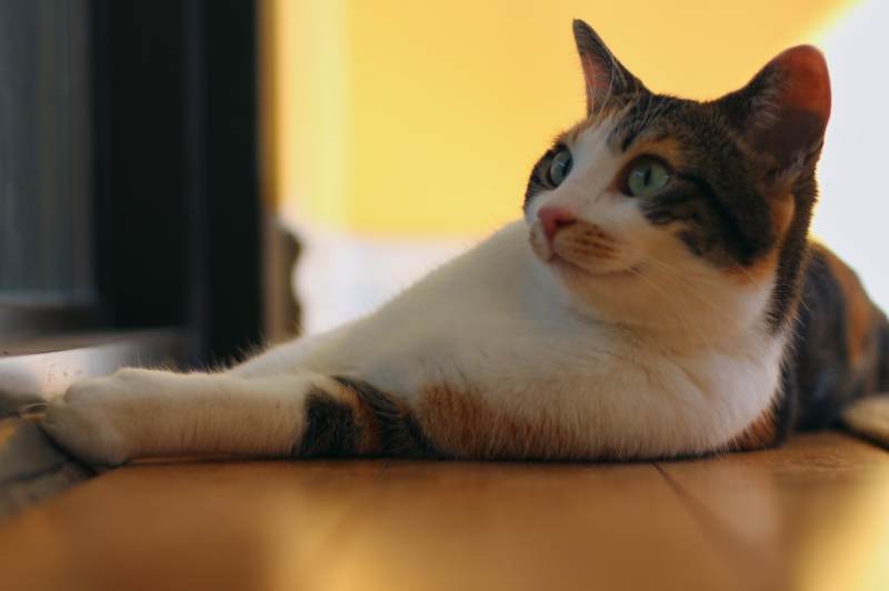 kalista-lying-in-sunroom-floor-close-up