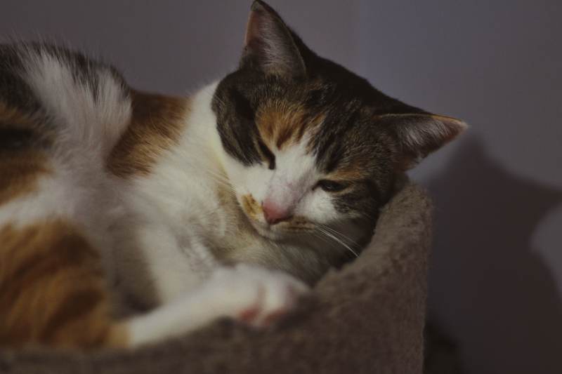 kalista-sleeping-cozy-cat-tree-close-up-cuddled