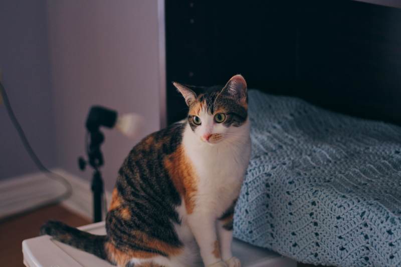 kalista-standing-by-hutch-cute-fur-calico