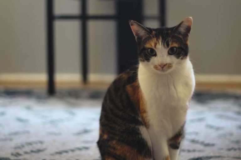 When Is a Cat Full Grown? What Age Do Cats Stop Growing?