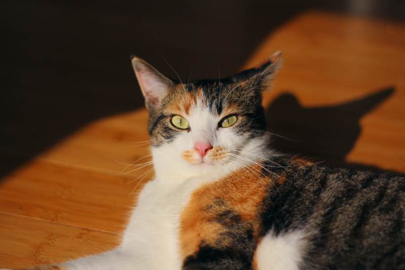 kalista-staring-sunlight-small-eyes-bright