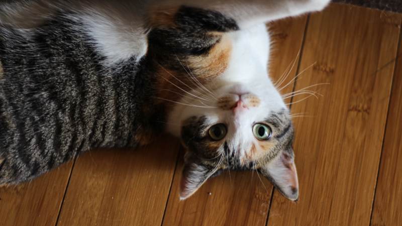 kalista-upside-down-cute-lying-on-floor