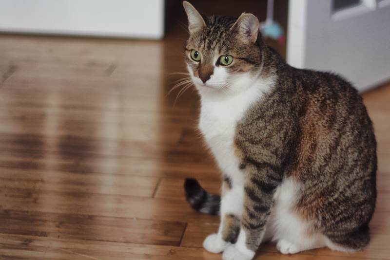 beau-cat-tabby-horseshoe-cat