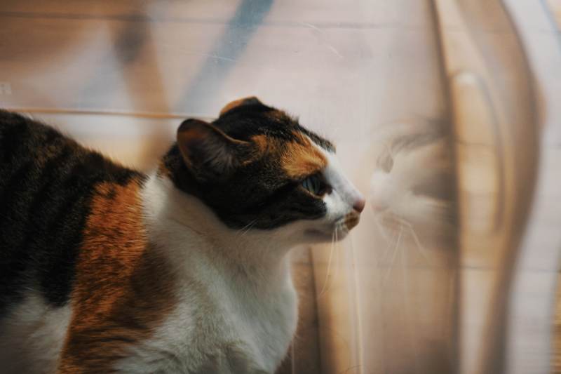 kalista-calico-staring-plastic-bin-safe