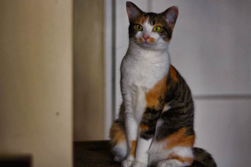kalista-sitting-on-bench-calico-cute