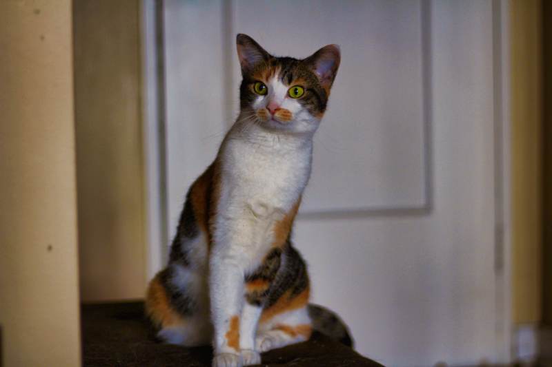 kalista-standing-on-futon-curious
