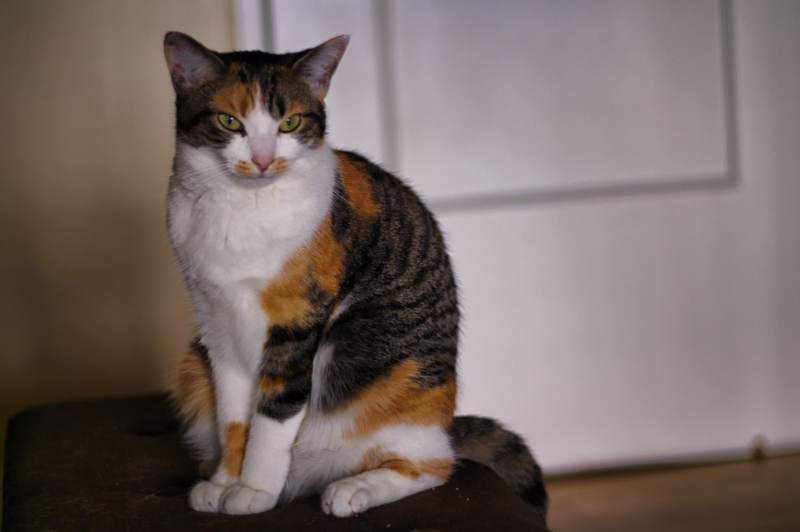 kalista-staring-outward-calico-cat