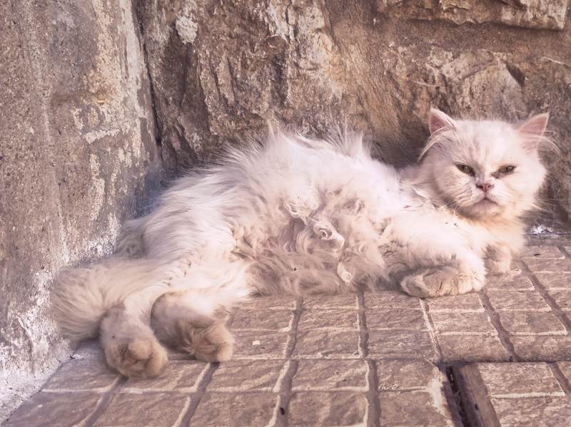 aramis-pregnant-lying-on-pavement