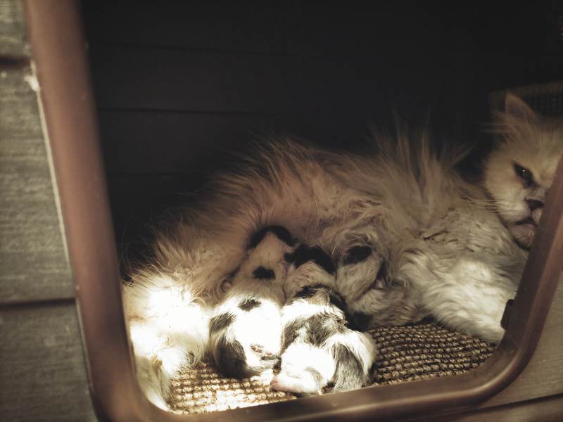 aramis-with-babies-first-day