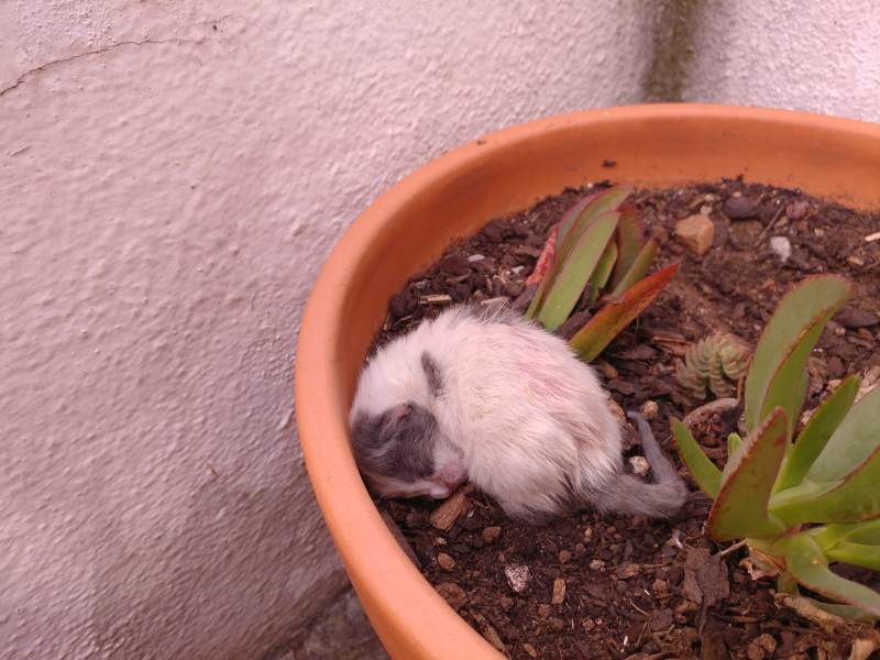 flower-pot-kitten-aramis