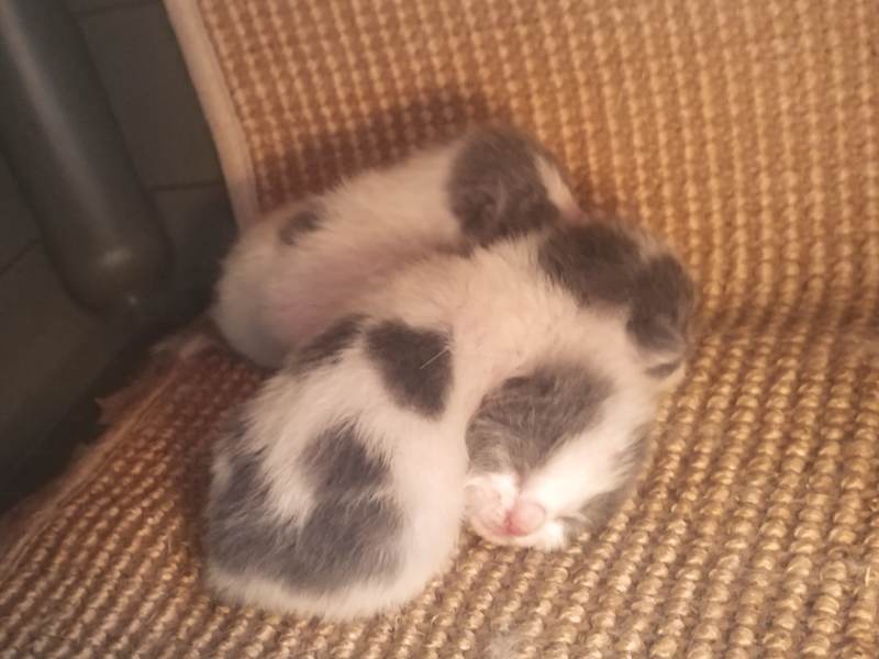 kittens-in-cat-house-three-aramis