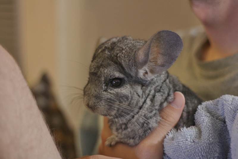 Do Chinchillas Bite? Do Chinchilla Bites Hurt?