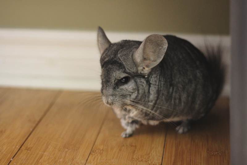 Why Is My Chinchilla Not Drinking? How to Tell If a Chinchilla Is Dehydrated