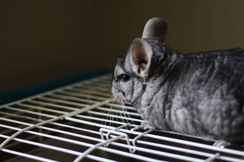 gary-on-top-of-cage