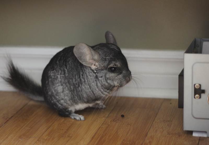 How & How Often Should I Clean My Chinchillas Cage?