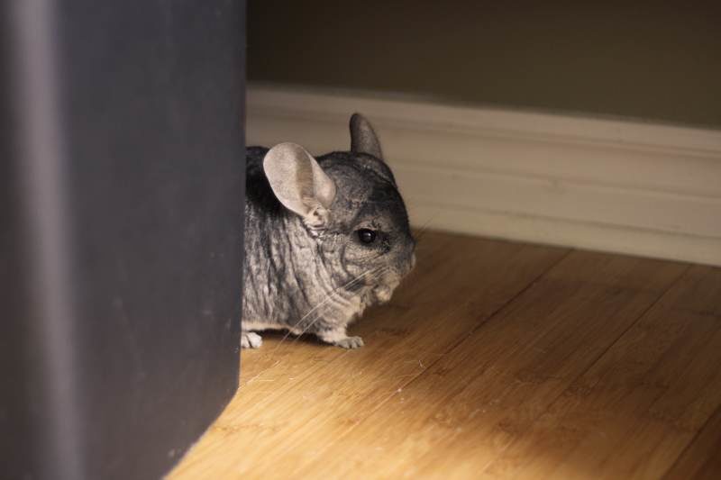 Can Chinchillas Eat Carrots? Are Carrots Healthy For Chinchillas?