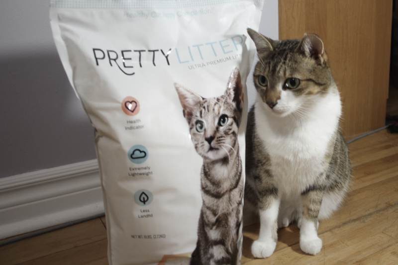 REVIEW: PrettyLitter the Color-Changing Health Monitoring Cat Litter