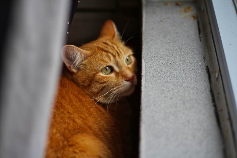 stevie-hiding-by-window