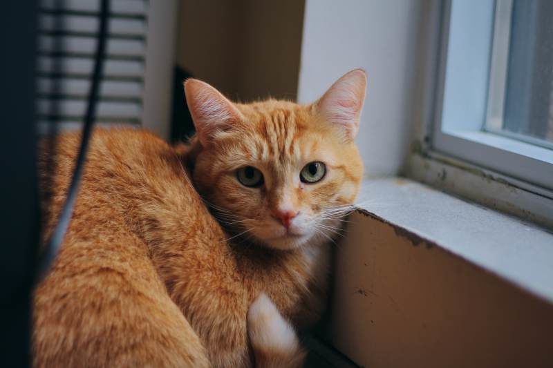 Cat Sitting My Friend’s Cat Stevie (Week 1)