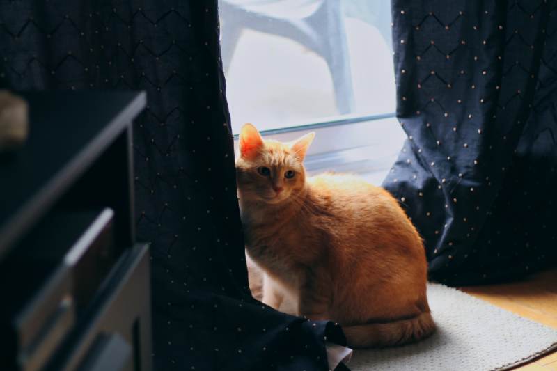 stevie-by-window