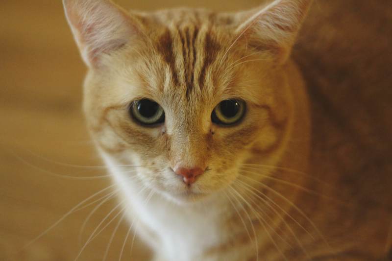 stevie-closeup-of-face