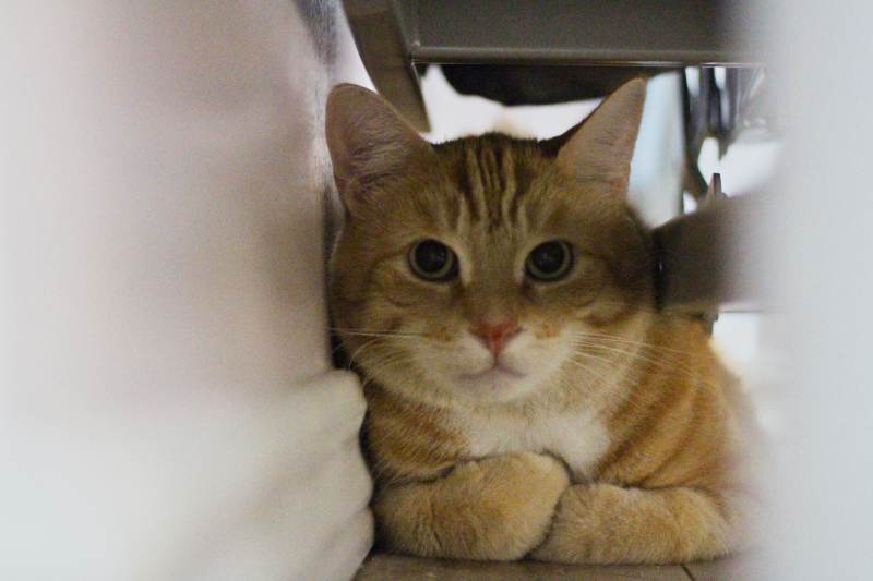 stevie-hiding-under-foldout-bed