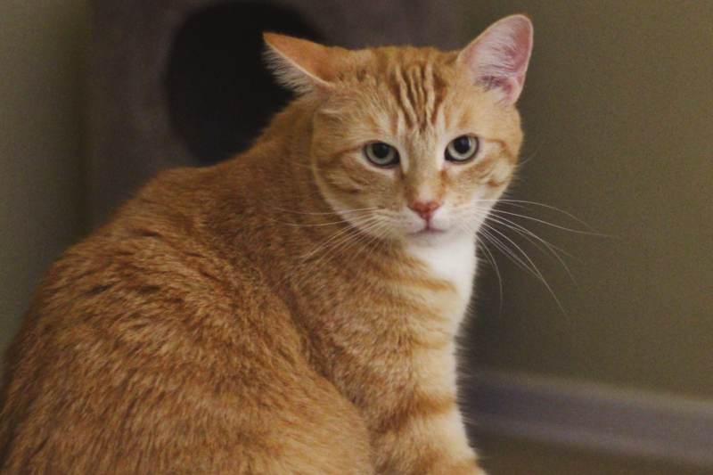 stevie-with-one-ear-back