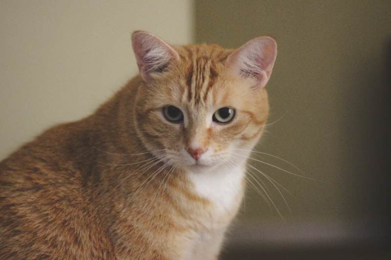 Cat Sitting My Friend’s Cat Stevie (Week 2)