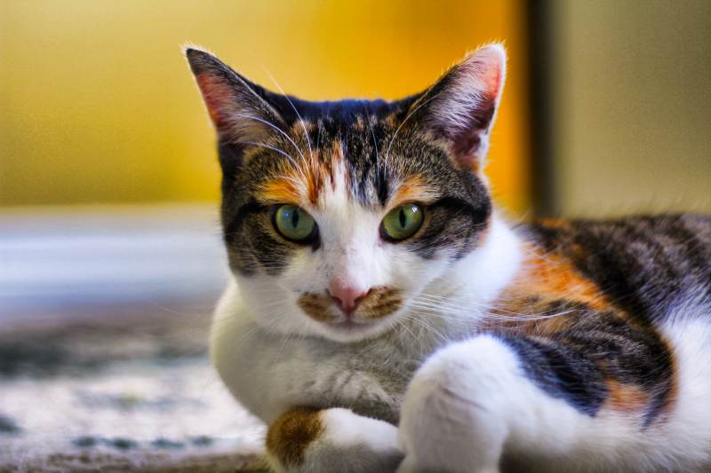 kalista-closeup-ears-perked-happy