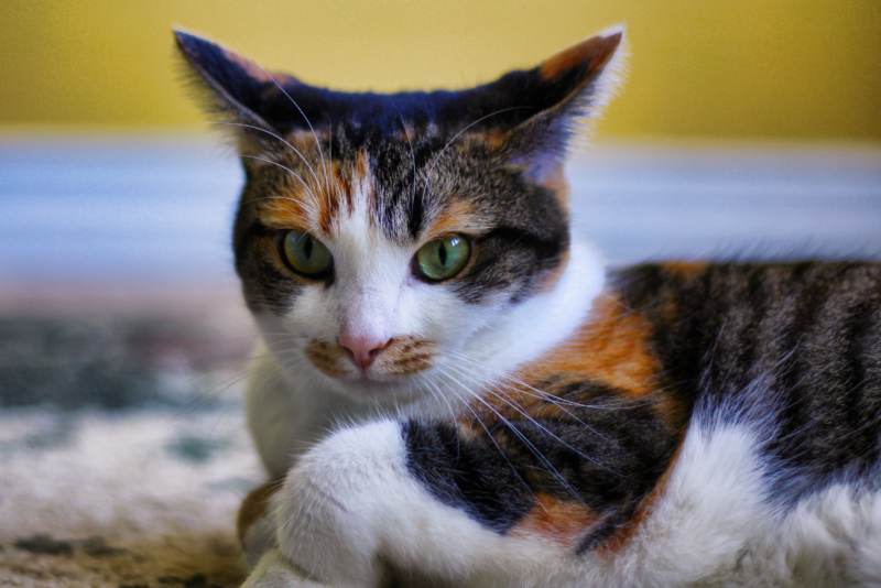 kalista-closeup-with-ears-back