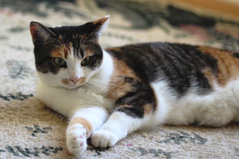kalista-lying-on-ground-on-carpet